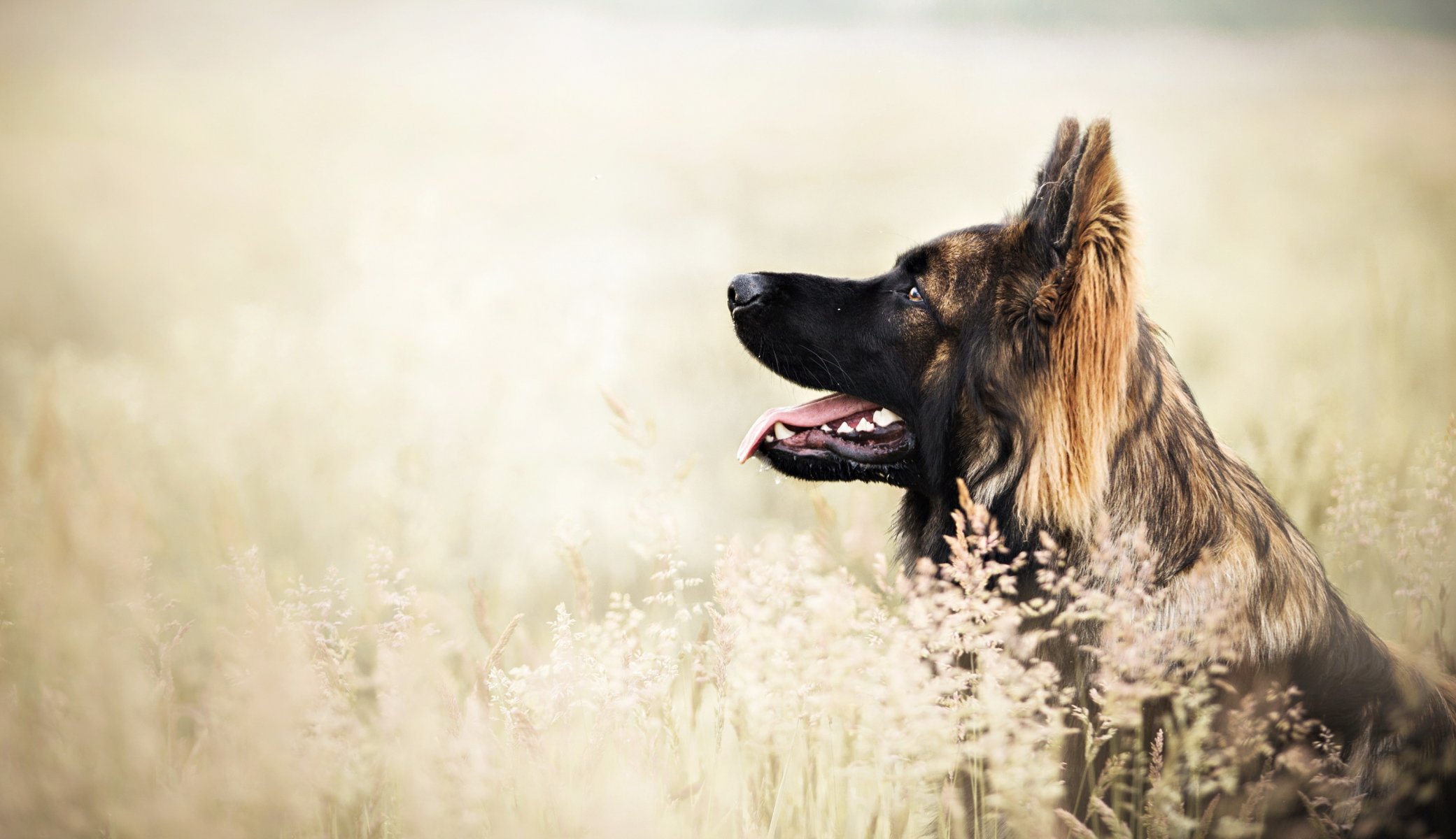 Взыскание ущерба при укусе собаки в Карачеве