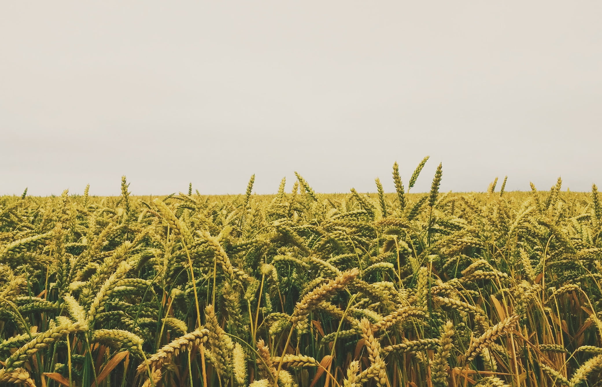 Юрист по земельным спорам в Карачеве. Услуги земельного юриста.